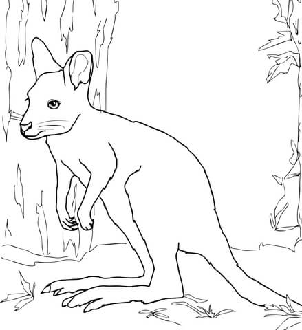 White Wallaby Coloring Page